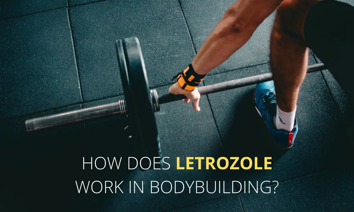 How does Letrozole work in bodybuilding?